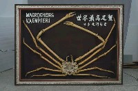 藏品(甘氏巨螯蟹)的圖片